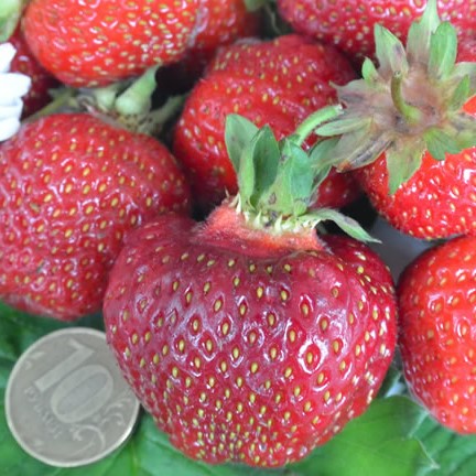 Земляника Фернандо